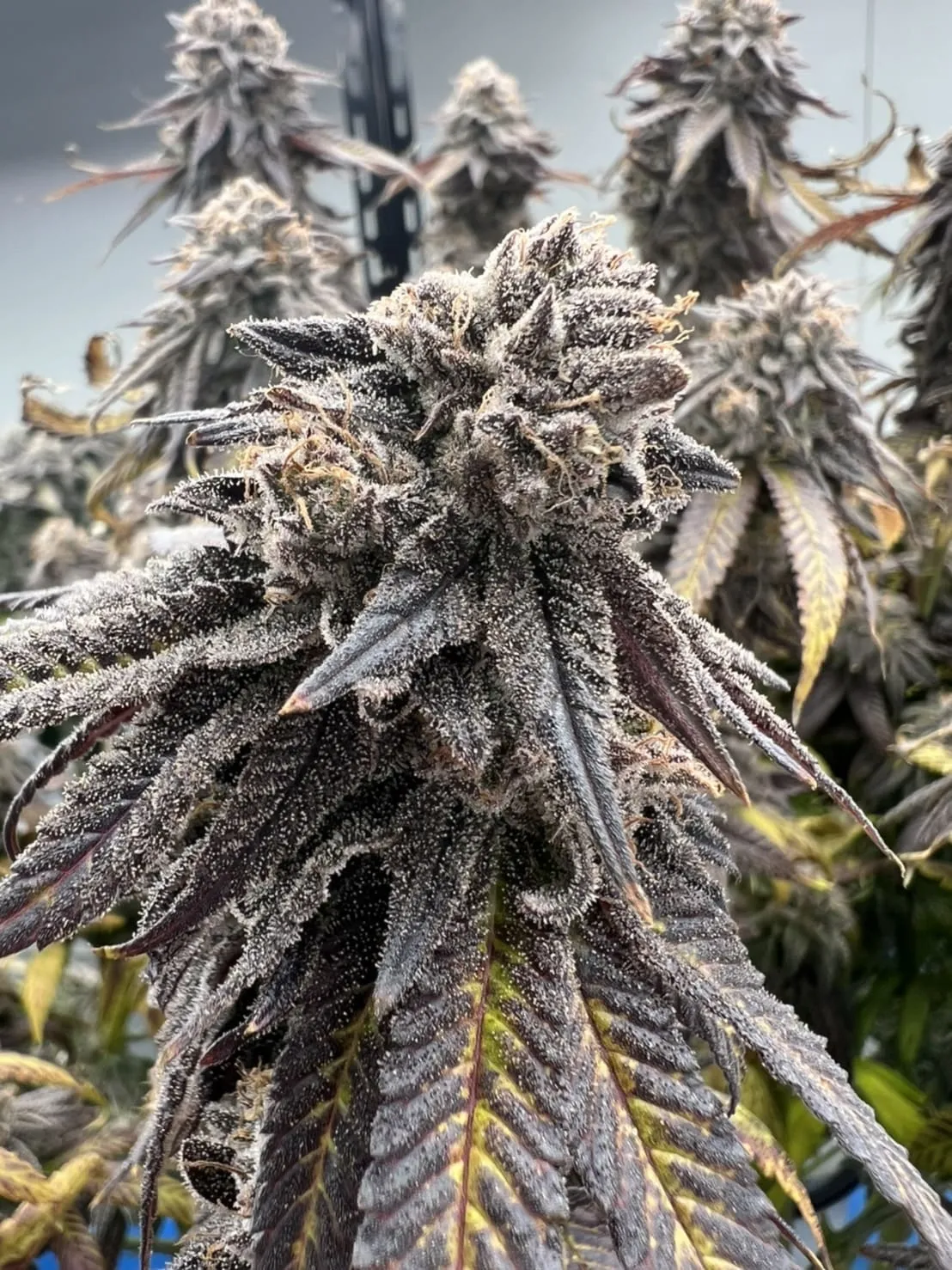 Close-up of High-Grade Cannabis Flower